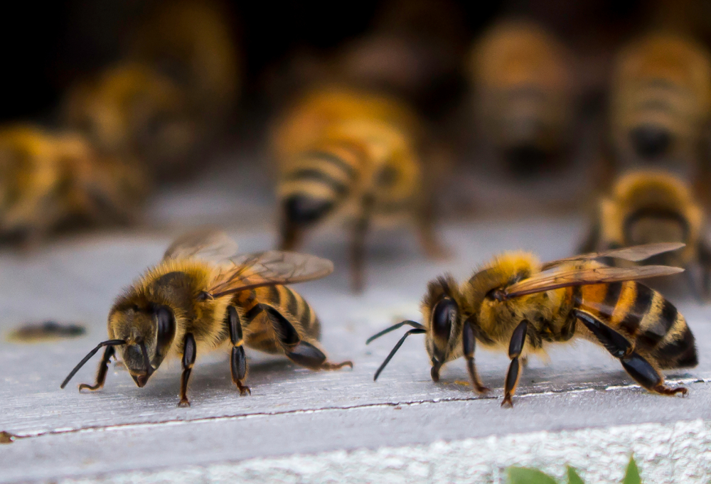 Reasons to Relocate Bees vs. Exterminating