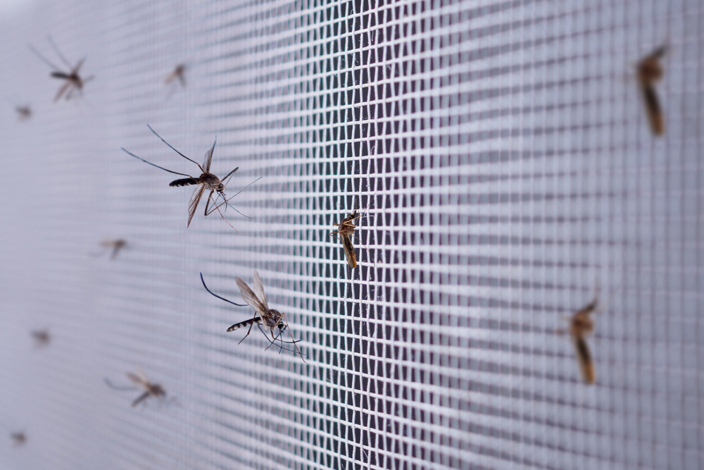 Preparing Your Outer Banks Property for Summer Mosquito Season