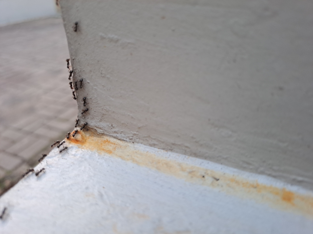 Why Your Outer Banks Vacation Rental Needs Regular Pest Control