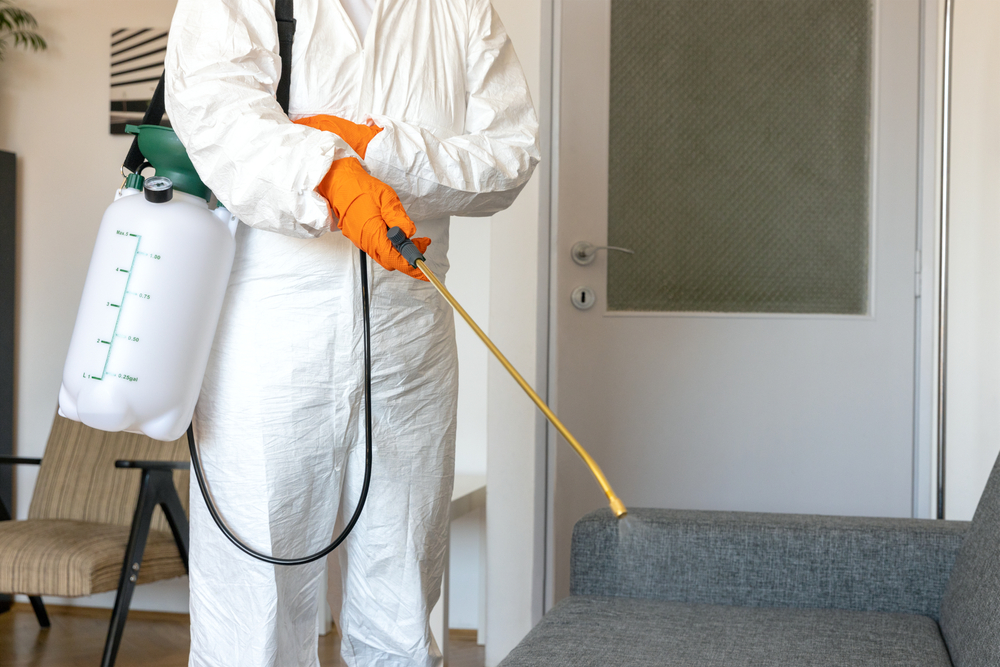 Common Pest Problems in Outer Banks Homes: How to Spot Them and When to Call a Professional