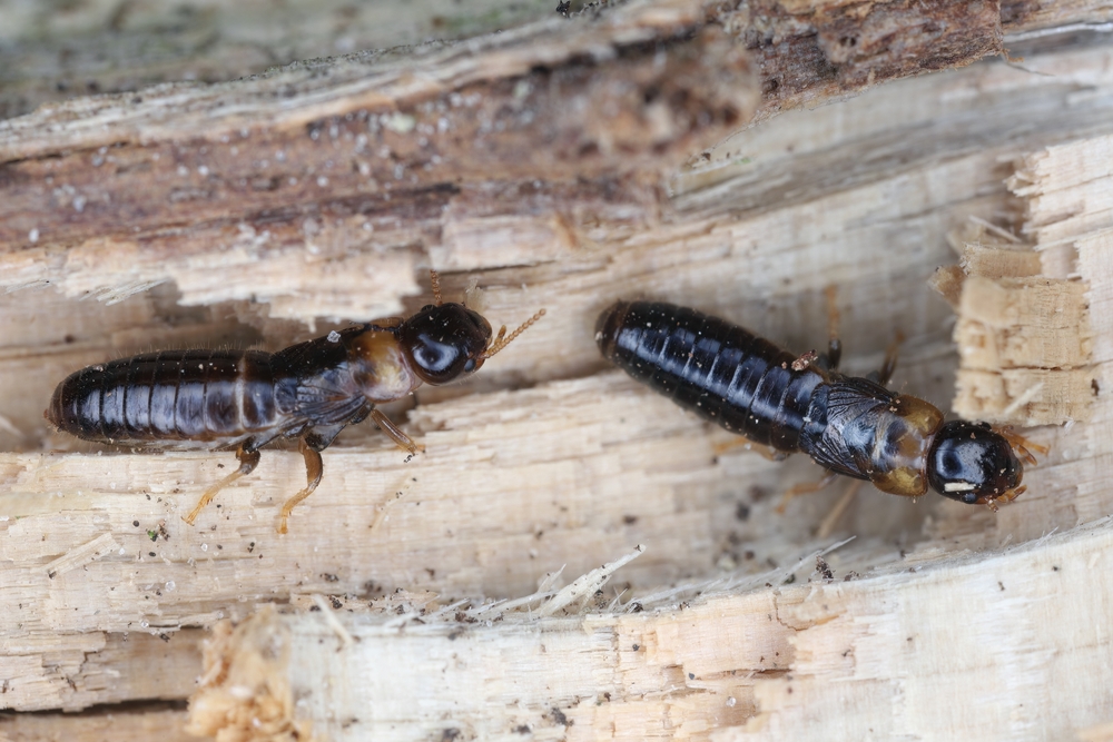 The Most Common Pests in the Outer Banks—and How to Stop Them Before They Cause Damage