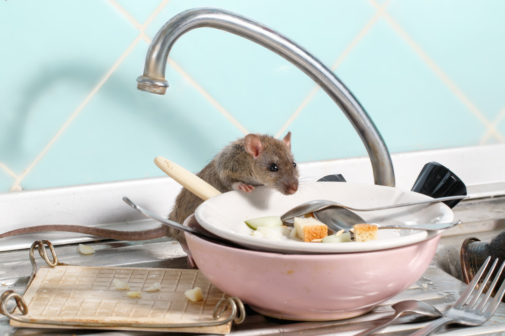 Comprehensive Guide to Identifying and Removing Rodents in North Carolina