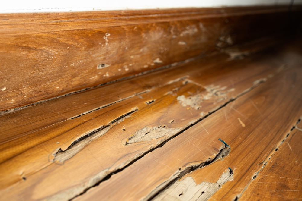 Termite Prevention and Treatment in Manteo, NC: Safeguarding Your Coastal Home