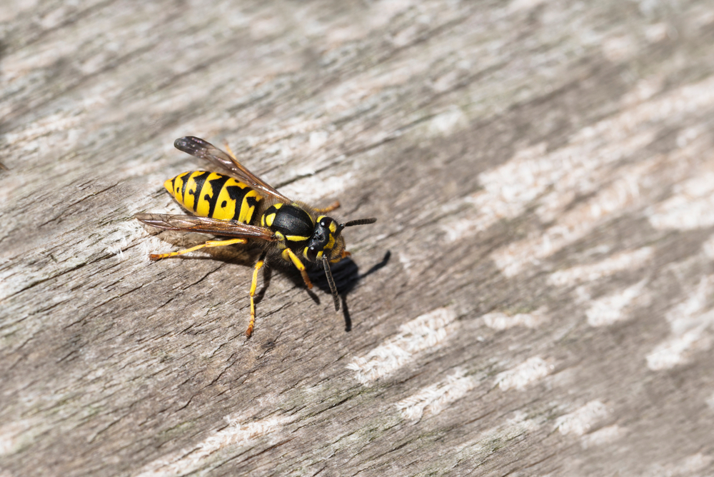 Wasp,or,yellow,jacket,on,weathered,wood,looking,for,material