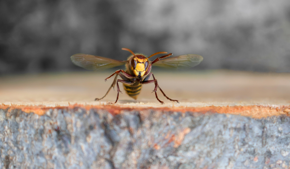Be Prepared For Wasp Season in North Carolina
