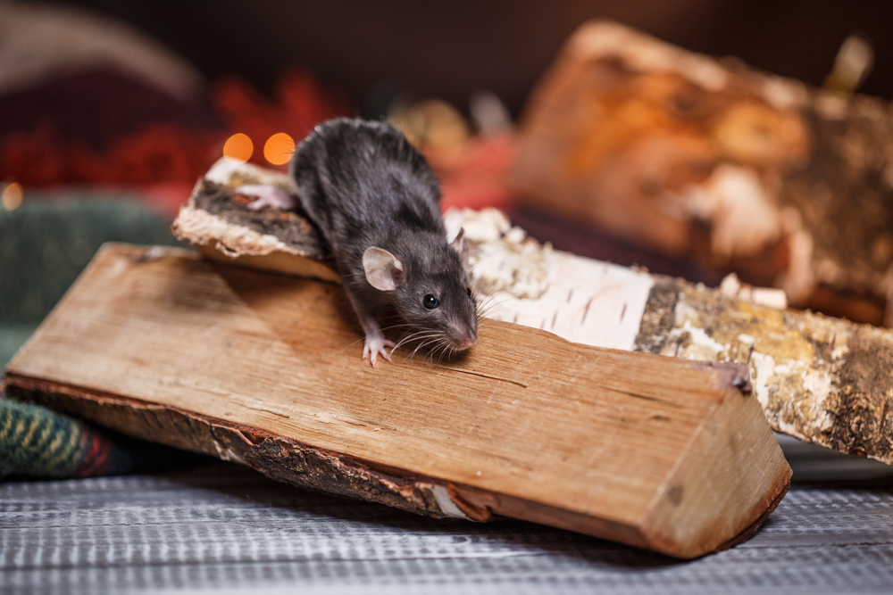 Studio,portrait,of,a,brown,domestic,rat