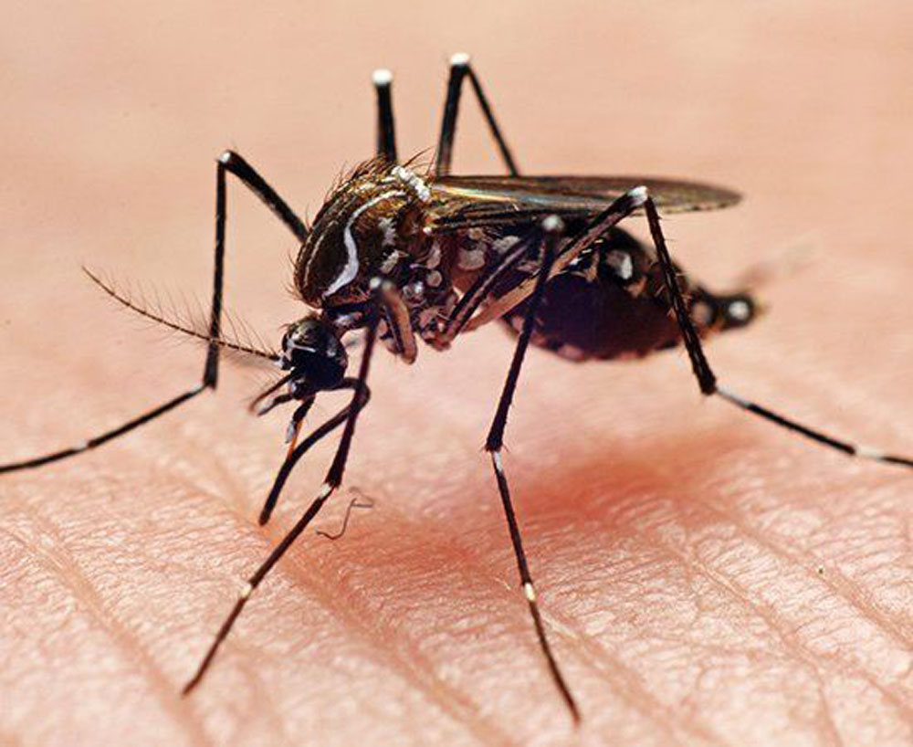 Why Mosquito Control Is Essential for Outdoor Living in Manteo