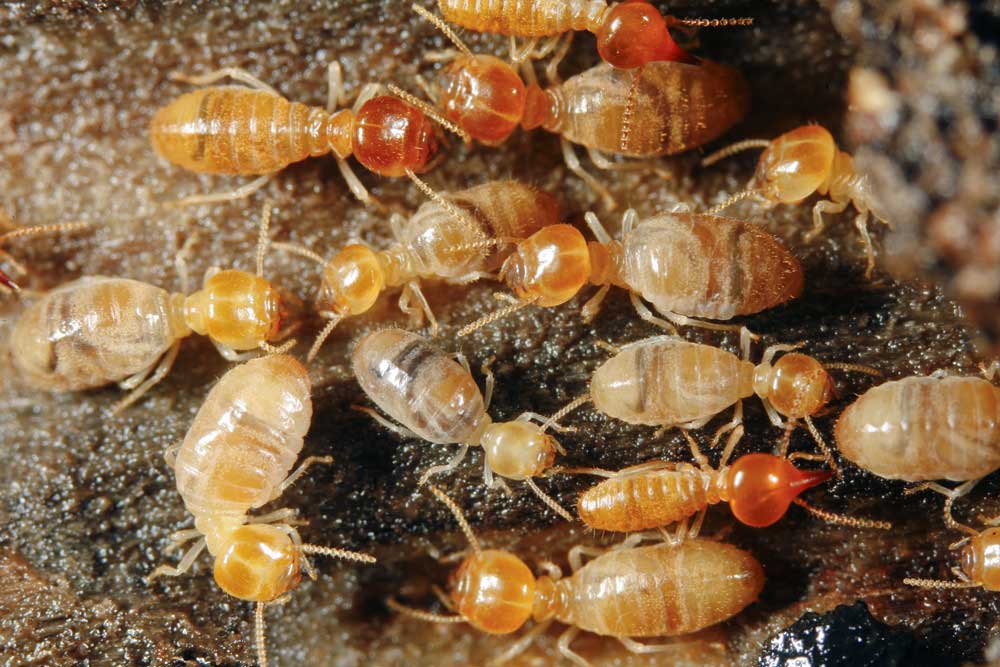 Why Termites Are So Common in Coastal Areas Like the Outer Banks