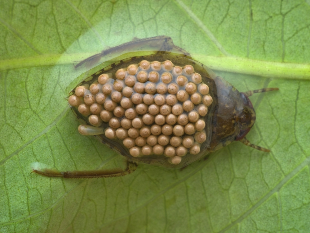 Giant,water,bug,carrying,eggs,on,its,back